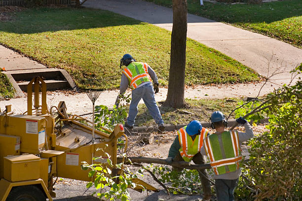 Tree and Shrub Care in Alpine, TX